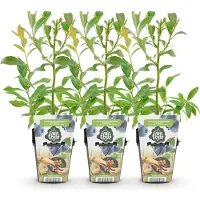 Green Boutiq - Plantes fruitières - Myrtille - Vaccinium corymbossum Bluegold - Résistante au froid - 3 plants - Pot de 9 cm - Myrtille