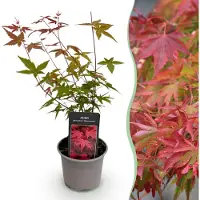 Green Boutiq - Tuinplant - Acer palmatum Beni-maiko - Rood - 1 Plant - Bladverliezend - Weinig Onderhoud - Pot 12cm Hoogte 35cm