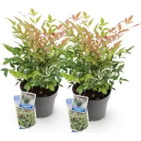 Green Boutiq - Tuinplant - Nandina Twilight - Bont & Roze - 2 Planten - Groenblijvend - Weinig Onderhoud - Pot 17cm Hoogte 45cm