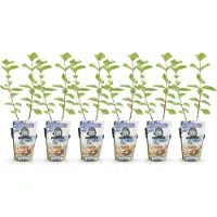 Green Boutiq - Fruitplanten - Honingbes - Lonicera caerulea Kamtschatica - Winterhard - 6 Planten - Pot 9 cm - Blauw Bes