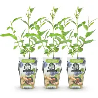 Green Boutiq - Plantes fruitières - Myrtille - Vaccinium corymbossum Goldtraube - Rustique - 3 plants - Pot de 9 cm - Myrtille