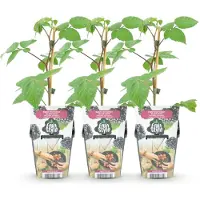Green Boutiq - Fruitplanten - Braam - Rubus Black Satin - Winterhard - 3 Planten - Pot 9 cm - Zwarte Braam