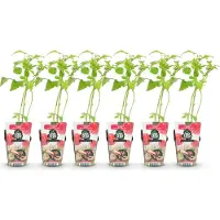 Green Boutiq - Fruitplanten - Framboos - Rubus idaeus Heritage - Winterhard - 6 Planten - Pot 9 cm - Rode Framboos