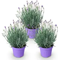 Green Boutiq - Plante de jardin - Lavandula angustifolia Munstead - Lavande - Résistante au froid - Violette - 3 plants - Pot de 12 cm - Hauteur 15-25 cm