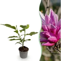 Green Boutiq - Tuinplant - Magnolia liliiflora Nigra - Bloem Paars - 1 Plant - Bladverliezend - Weinig Onderhoud - Pot 12cm Hoogte 30cm