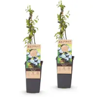 Green Boutiq - Arbre fruitier - Vaccinium corymbosum Bluecrop - Myrtille - Résistante au froid - Myrtille - 2 plants - Pot de 15 cm - Hauteur 50 cm