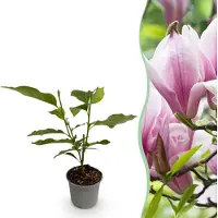 Green Boutiq - Plante de jardin - Magnolia George Henry Kern - Fleurs roses - 1 plante - À feuilles caduques - Peu d'entretien - Pot de 12 cm, hauteur 30 cm