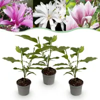 Green Boutiq - Plante de jardin - Magnolia Tricolour - Fleurs blanches, roses et violettes - 3 plants - À feuilles caduques - Peu d'entretien - Pot de 12 cm, hauteur 30 cm