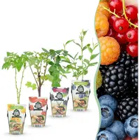 Green Boutiq - Fruitplanten - Rainbow - Rode Bes - Gele Framboos - Zwarte Braam - Blauwe Bes - Winterhard - 4 Planten - Pot 9cm
