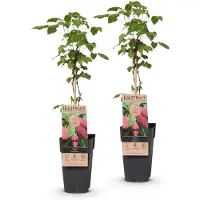 Green Boutiq - Arbre fruitier - Rubus log. Tayberry - Mûrier - Résistant au froid - Framboise violette - 2 plants - Pot de 15 cm - Hauteur 50 cm