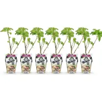 Green Boutiq - Fruitplanten - Zwarte Bes - Ribes nigrum Titania - Winterhard - 6 Planten - Pot 9 cm - Zwarte Bes