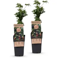 Green Boutiq - Fruitplant - Rubus fruticosus Thornless Evergreen - Bramenplant - Doornloos - Zwarte Braam - 2 Planten - Pot 15cm - Hoogte 50cm
