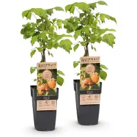 Green Boutiq - Fruitplant - Rubus idaeus Fallgold - Frambozenplant - Winterhard - Gele Framboos - 2 Planten - Pot 15cm - Hoogte 50cm