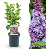 Green Boutiq - Plante de jardin - Syringa vulgaris Michel Buchner - Lilas commun - Rustique - Rose - 1 plante - Pot de 17 cm - Hauteur 45 cm