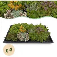 Green Boutiq - Bodembedekker - Winterhard - Sedum mat - Bestaat uit 10 soorten - X4 - Weinig Onderhoud - Lengte 50 Breedte 30