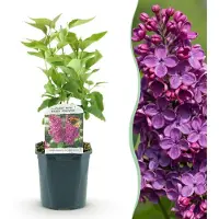 Green Boutiq - Tuinplant - Syringa vulgaris Ludwig Spath - Gewone Sering - Winterhard - Paars - 1 Plant - Pot 17cm - Hoogte 45cm