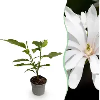 Green Boutiq - Plante de jardin - Magnolia stellata Royal Star - Fleurs blanches - 1 plante - À feuilles caduques - Peu d'entretien - Pot de 12 cm, hauteur 30 cm