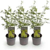 Green Boutiq - Plante de jardin - Acer palmatum Emerald Lace - Vert - 3 plants - À feuilles caduques - Peu d'entretien - Pot de 12 cm, hauteur 35 cm