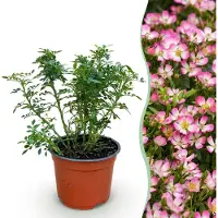 Green Boutiq - Rose de jardin - Rosa Cutie Pie - Rose - Rustique - Rose - 1 plant - Pot de 12 cm - Hauteur : 20-25 cm