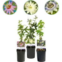 Everspring GreenboutiQ - Fleur de passion - Passiflora Tricolour - Fleurs Roses Blanches Violettes - Peu d'entretien - 3 plantes - Pot 11cm Hauteur 40cm