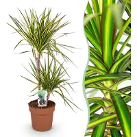 Green Boutiq - Plantes d'intérieur - Dracaena Sunray - Sang de dragon - Peu d'entretien - Vert - jaune - 1 Plante - Pot 21cm - Hauteur 90-100cm
