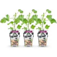 Green Boutiq - Plantes fruitières - Jostabaires - Ribes jostabaires - Résistantes au froid - 3 plants - Pot de 9 cm - Cassis