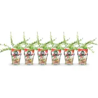Green Boutiq - Fruitplanten - Blauwe Bes - Vaccinium macrophylla Early Black - Winterhard - 6 Planten - Pot 9 cm - Donker Rode Bes