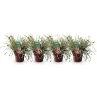 Green Boutiq - Siergrassen - Carex oshimensis Everest - Wit en Groen - 4 Planten - Bladhoudend - Weinig Onderhoud - Pot 17cm Hoogte 50cm