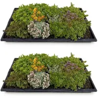 Green Boutiq - Plante couvre-sol - Résistante au froid - Tapis de sedum - Composé de 10 variétés - X2 - Peu d'entretien - Longueur 50 cm, largeur 30 cm