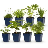 Green Boutiq - Coffret de bordure - Couleur : Blanc - 6 plantes vivaces - 1 m² - Diverses couleurs - Entretien minimal - Pot de 11 cm