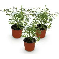Green Boutiq - Tuin Roos - Rosa White Fairy - Roos - Winterhard - Wit - 3 Planten - Pot 12cm - Hoogte Hoogte 20-25cm