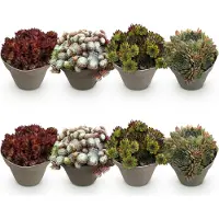 Green Boutiq - Plante couvre-sol - Résistante au froid - Sempervivum Big Sam - 8 plants - Couleurs variées - Peu d'entretien - Pot de 14 cm, hauteur 17 cm