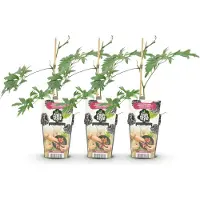 Green Boutiq - Plantes fruitières - Mûrier à feuilles persistantes - Rubus Thornless Evergreen - Résistant au froid - 3 plants - Pot de 9 cm - Mûre noire