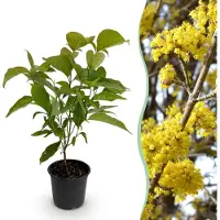 Green Boutiq - Plante de jardin - Cornus mas - Fleurs jaunes - 1 plante - À feuilles caduques - Peu d'entretien - Pot de 12 cm, hauteur 35 cm