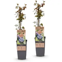 Green Boutiq - Fruitplant - Vaccinium corymbosum Jersey - Bosbes - Winterhard - Blauwe Bes - 2 Planten - Pot 15cm - Hoogte 50cm