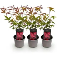 Green Boutiq - Tuinplant - Acer palmatum Beni-maiko - Rood - 3 Planten - Bladverliezend - Weinig Onderhoud - Pot 12cm Hoogte 35cm