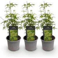 Green Boutiq - Tuinplant - Acer palmatum Seiryu - Groen 3 Planten - Bladverliezend - Weinig Onderhoud - Pot 12cm Hoogte 35cm