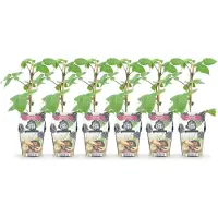 Green Boutiq - Plantes fruitières - Mûre - Rubus Black Satin - Rustique - 6 plants - Pot de 9 cm - Mûre noire