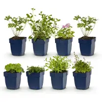 Green Boutiq - Pack bordure - Plante couvre-sol - 6 plantes vivaces - 1 m² - Différentes couleurs - Peu d'entretien - Pot de 11 cm