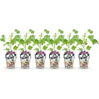 Green Boutiq - Plantes fruitières - Jostabaires - Ribes jostabaires - Rustiques - 6 plants - Pot de 9 cm - Cassis