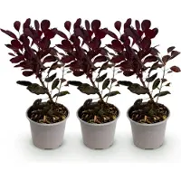 Green Boutiq - Plante de jardin - Cotinus coggyria Lilla - Violet 3 plants - À feuilles caduques - Peu d'entretien - Pot de 12 cm, hauteur 35 cm