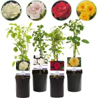 Green Boutiq - Rosier grimpant - Rosa Rainbow - Fleurs roses, blanches, jaunes et rouges - Peu d'entretien - 4 plants - Pot de 11 cm, hauteur 40 cm