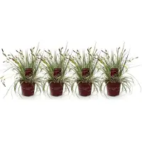 Green Boutiq - Siergrassen - Carex oshimensis Evergold - Geel & Groen - 4 Planten - Bladhoudend - Weinig Onderhoud - Pot 17cm Hoogte 50cm