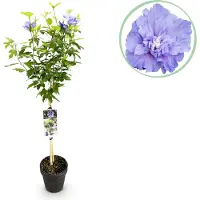 Green Boutiq - Plante de jardin - Hibiscus syriacus Blue Chiffon - Plante sur tige - Plante de terrasse - À feuilles caduques - Peu d'entretien - Pot de 19 cm, hauteur 90 cm