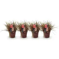 Green Boutiq - Siergrassen - Uncinia rubra Everflame - Rood - 4 Planten - Bladhoudend - Weinig Onderhoud - Pot 17cm Hoogte 50cm