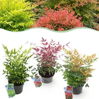 Green Boutiq - Plante de jardin - Nandina Tricolour - Jaune, rouge et orange - 3 plants - À feuillage persistant - Peu d'entretien - Pot de 17 cm, hauteur 45 cm