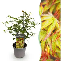 Green Boutiq - Tuinplant - Acer palmatum Little Princess - Groen - 1 Plant - Bladverliezend - Weinig Onderhoud - Pot 12cm Hoogte 35cm