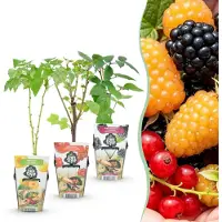 Green Boutiq - Fruitplanten - Tricolour - Rode Bes - Gele Framboos - Zwarte Braam - Winterhard - 3 Planten - Pot 9cm