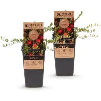 Green Boutiq - Arbre fruitier - Vaccinium mac. Early Black - Canneberge - Résistant au froid - Myrtille - 2 plants - Pot de 15 cm - Hauteur 50 cm