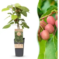 Green Boutiq - Arbre fruitier - Actinidia arguta Weiki - Kiwi - Mâle - Fruits rouges et violets - 1 plant - Pot de 15 cm - Hauteur 50 cm
